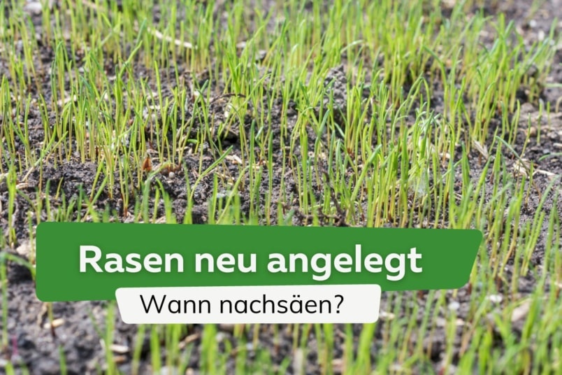 Rasen neu angelegt: wann nachsäen?