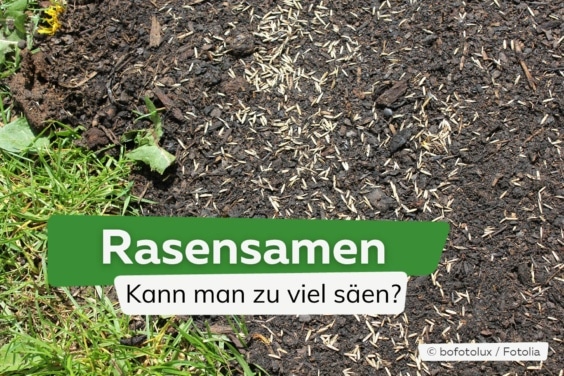 Rasensamen: kann man zu viel säen?