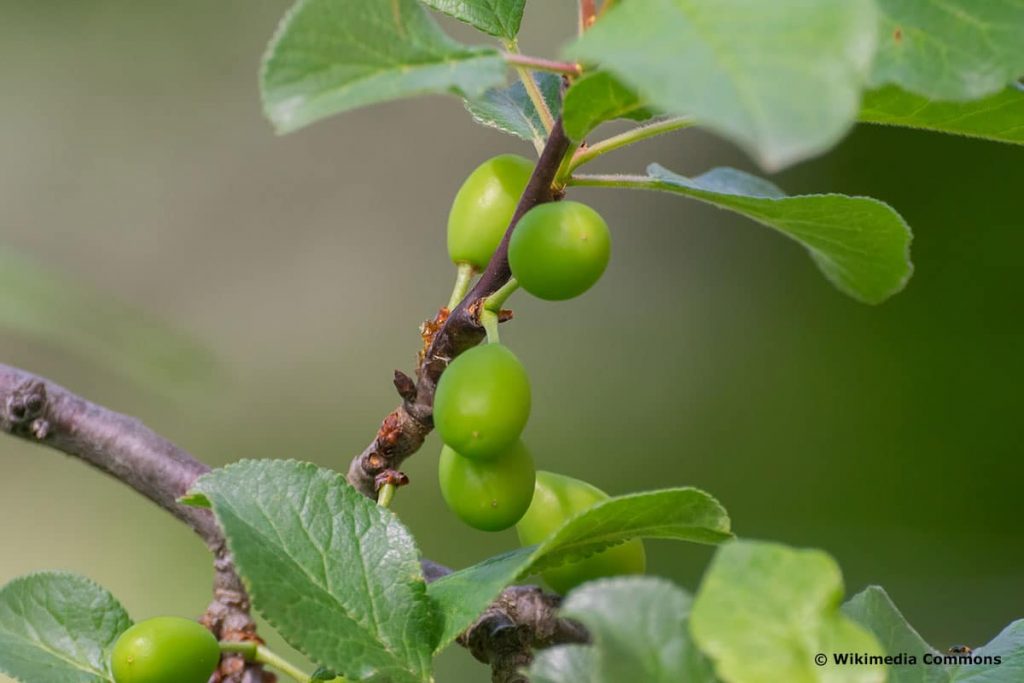 Renekloden (Prunus domestica sub. italica)