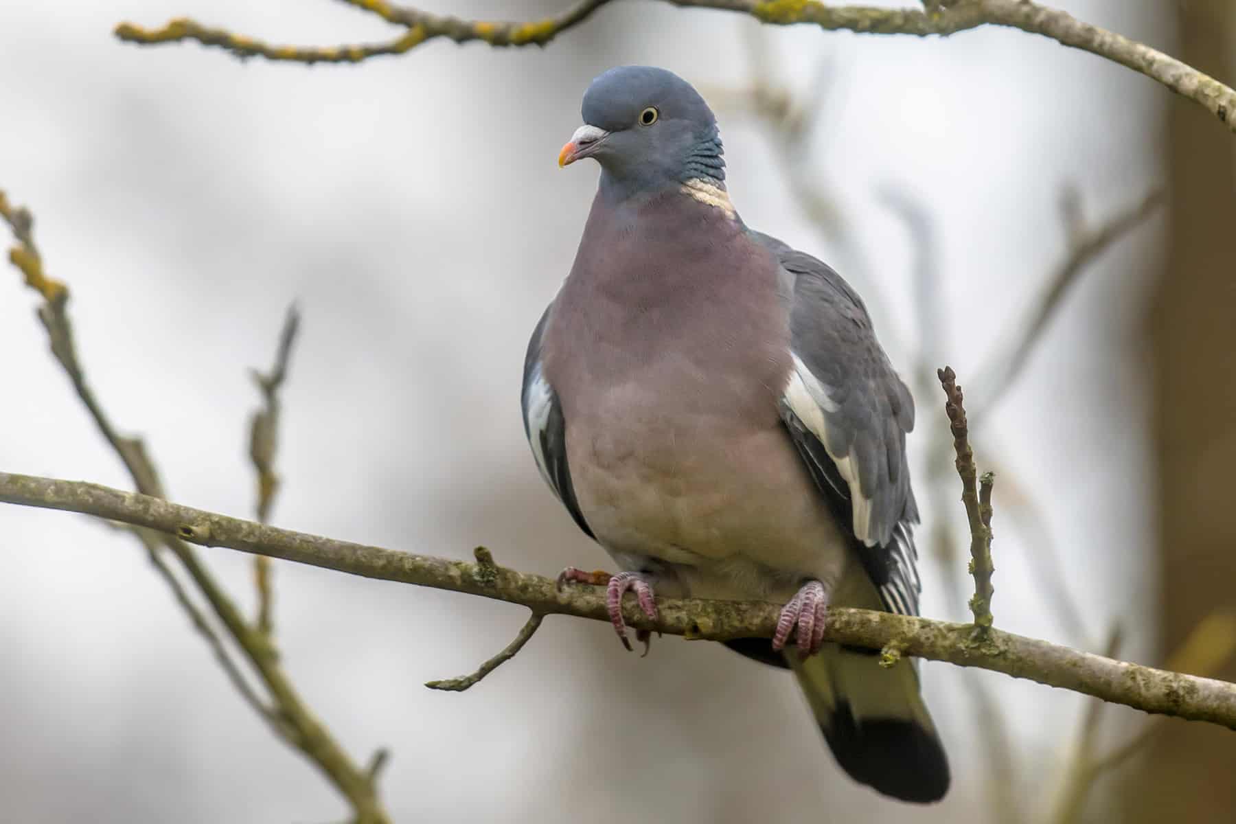 Ringeltaube (Columba palumbus)