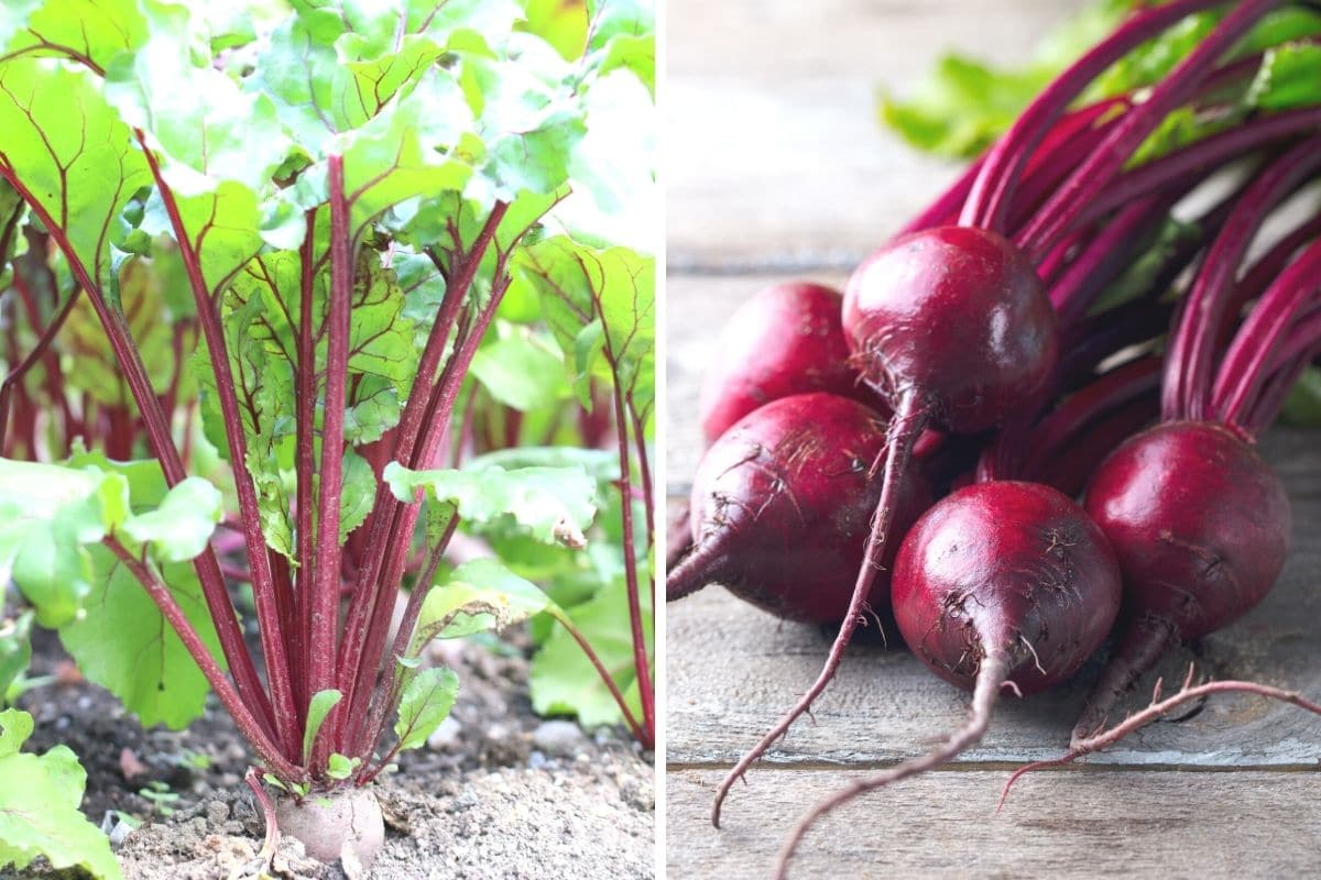 rote Beete Pflanze und Knolle zur Aussaat im September