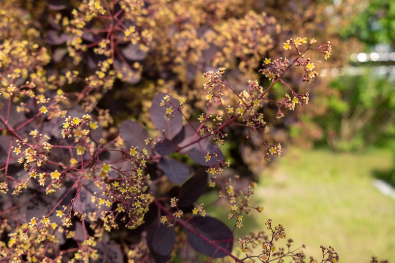 Roter Perückenstrauch (Cotinus coggygria)