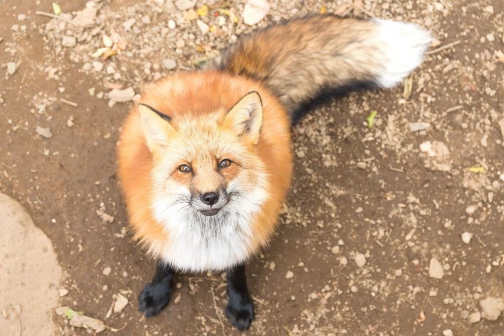 Rotfuchs (Vulpes vulpes)