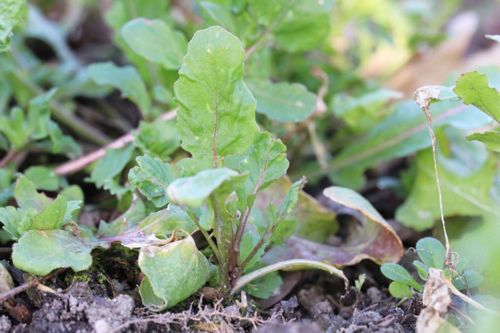 Rucola (Eruca sativa)