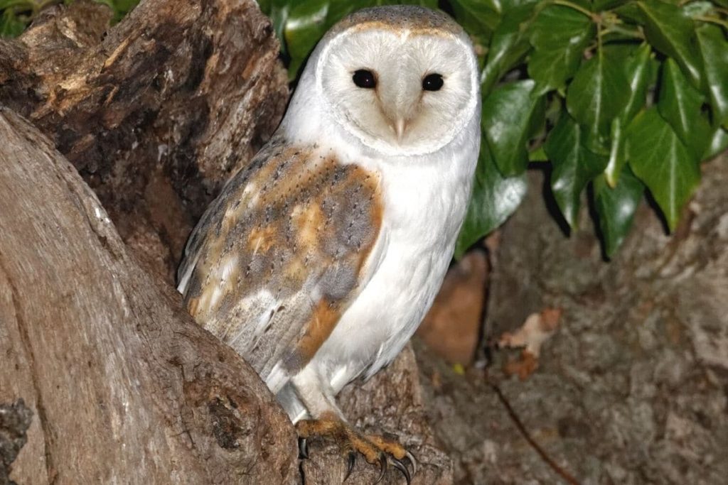 Geräusche in der Nacht - Schleiereule (Tyto alba)