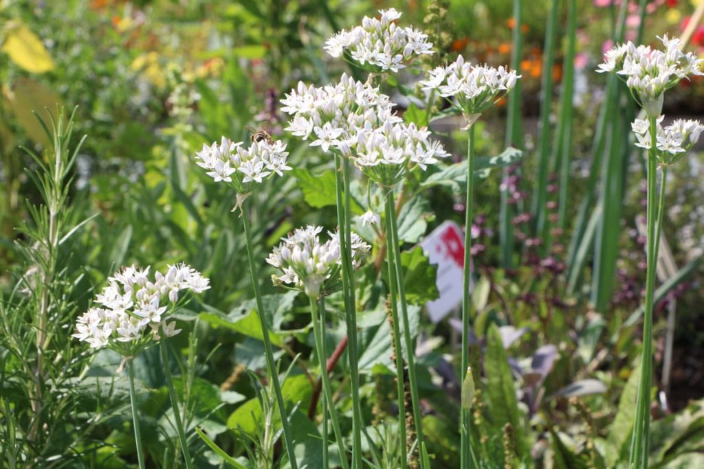 Schnittknoblauch (Allium tuberosum)