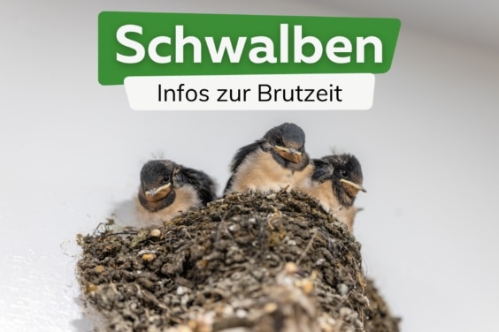 Schwalben Brutzeit: wann nisten/brüten sie?