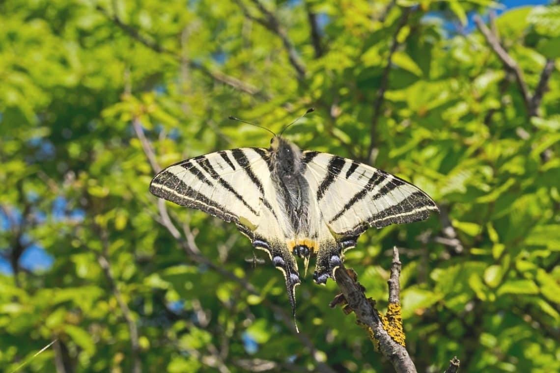 Segelfalter fliegt