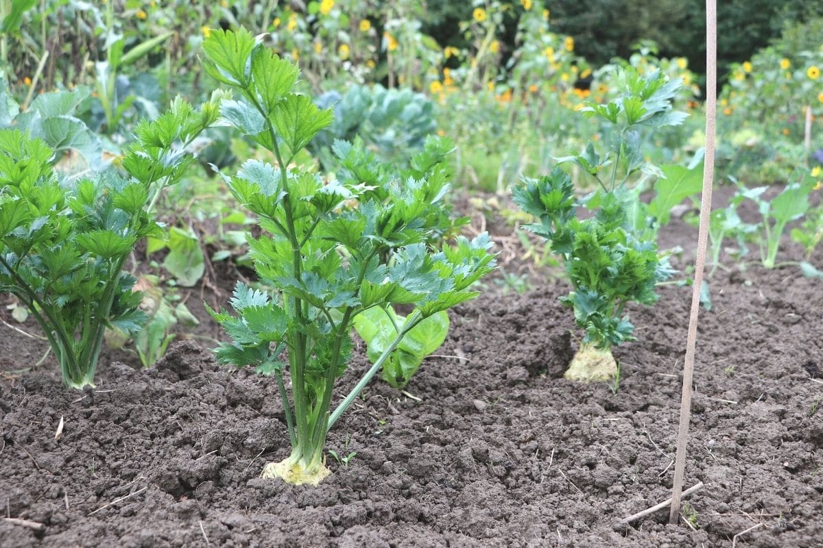 Nachbarn von Zwiebeln: Knollensellerie im Beet als Nachbar für Kohlrabi