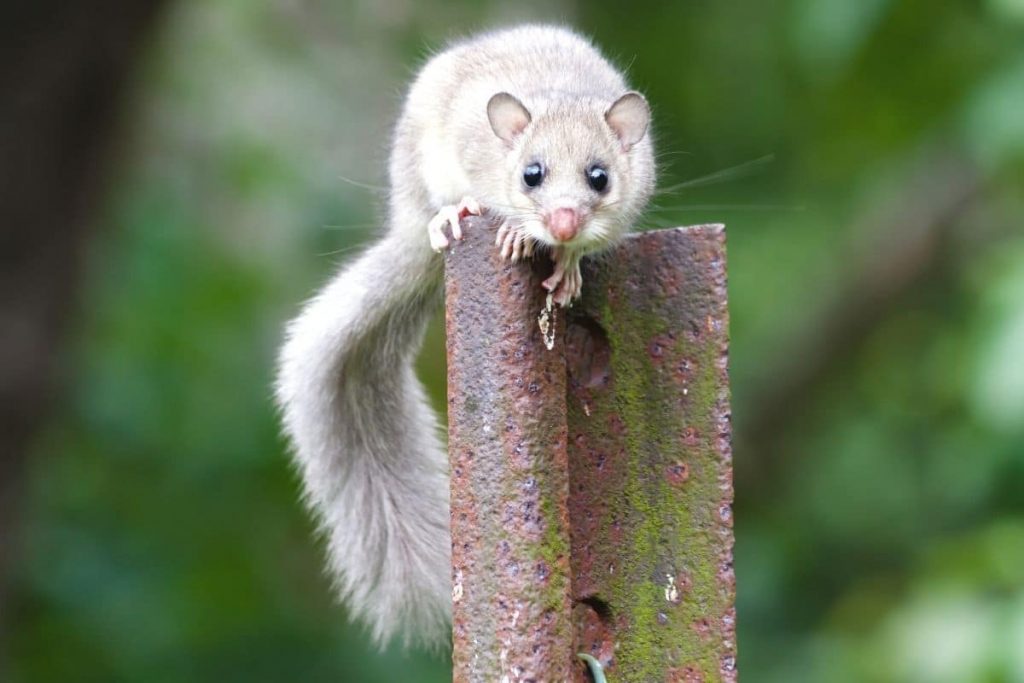 Geräusche in der Nacht - Siebenschläfer (Glis glis)