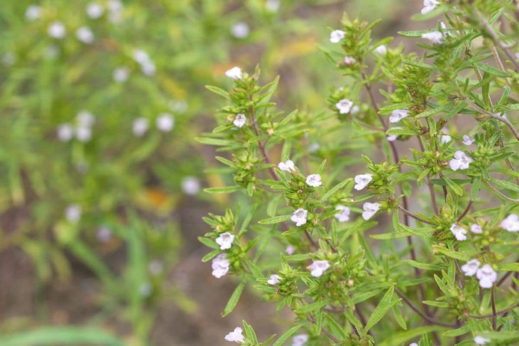 Gute Nachbarn für Schnittlauch - Sommer-Bohnenkraut (Satureja hortensis)