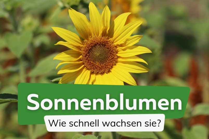 Sonnenblumen Wachstum: so schnell wachsen sie