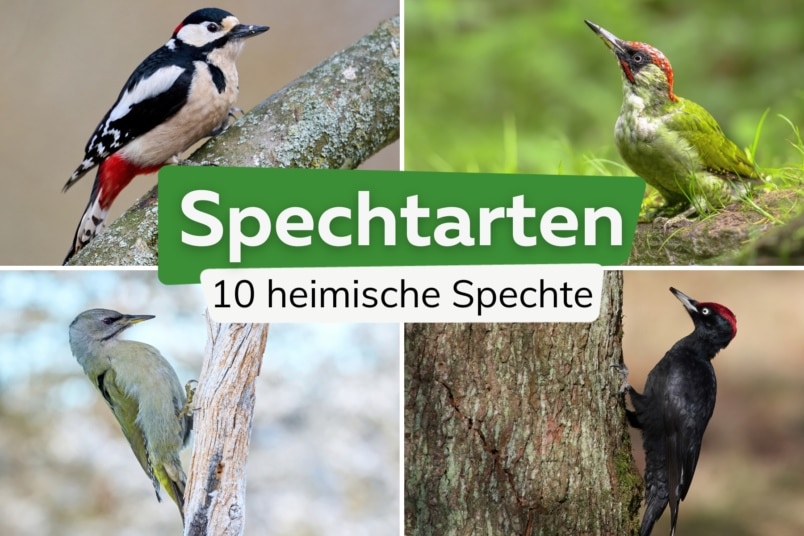 10 Spechtarten in Deutschland mit Bild