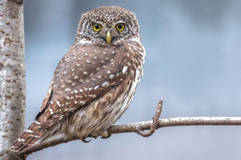 Sperlingskauz (Glaucidium passerinum)