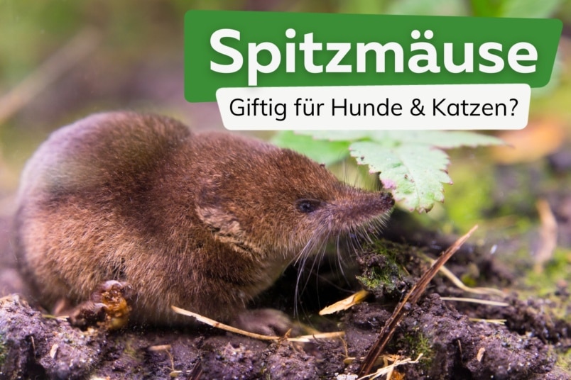 Spitzmaus: giftig für Hund und Katze?