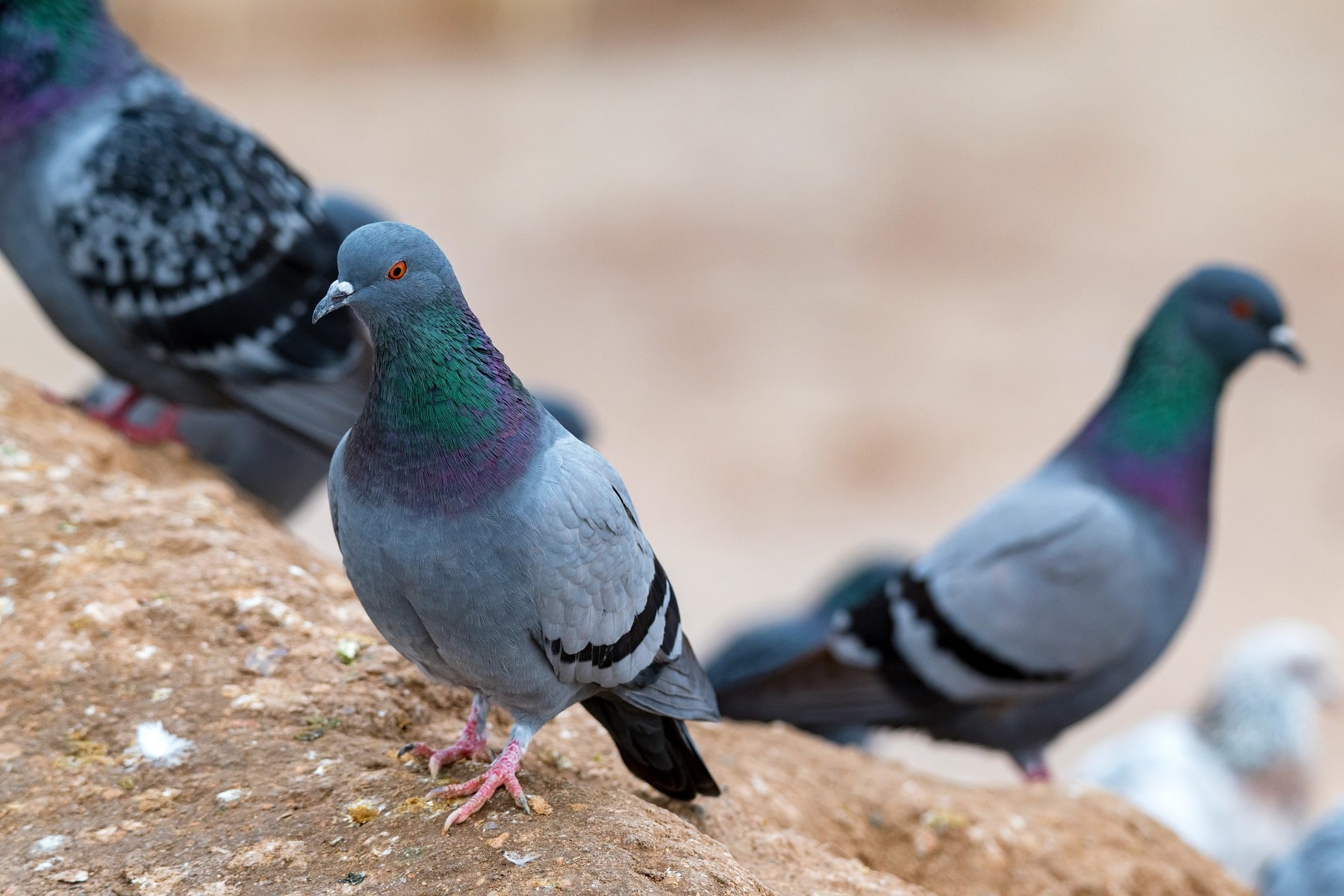 Stadttaube (Columba livia forma domestica)