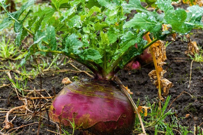 Steckrübe (Brassica napobrassica)