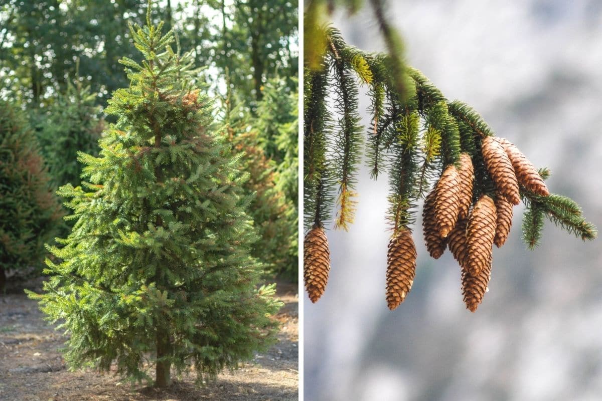 Tannenbaum mit Zapfen im September pflanzen