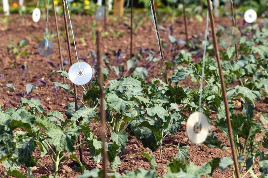 Taubenschreck aus CDs im Gartenbeet