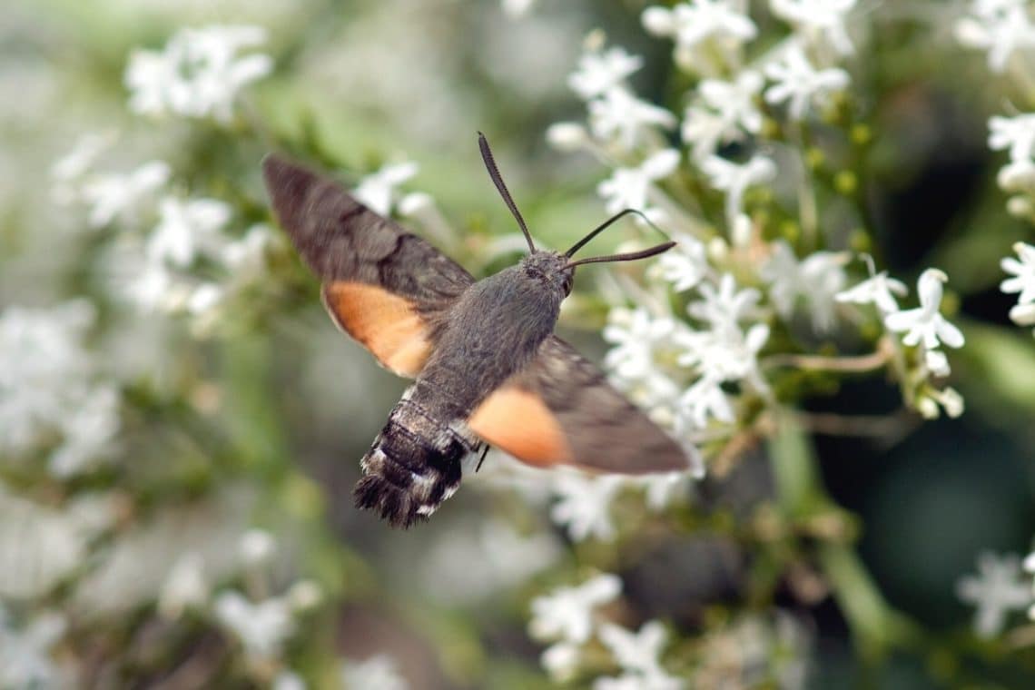 Taubenschwänzchen im Schwirrflug