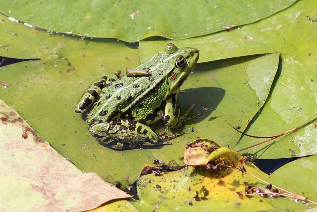 Teichfrosch (Rana esculenta)