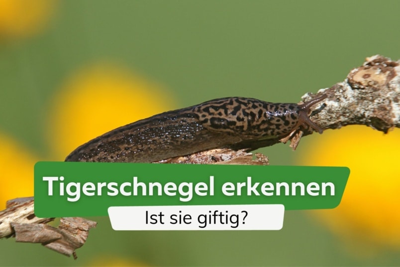 Tigerschnegel erkennen: ist sie giftig?