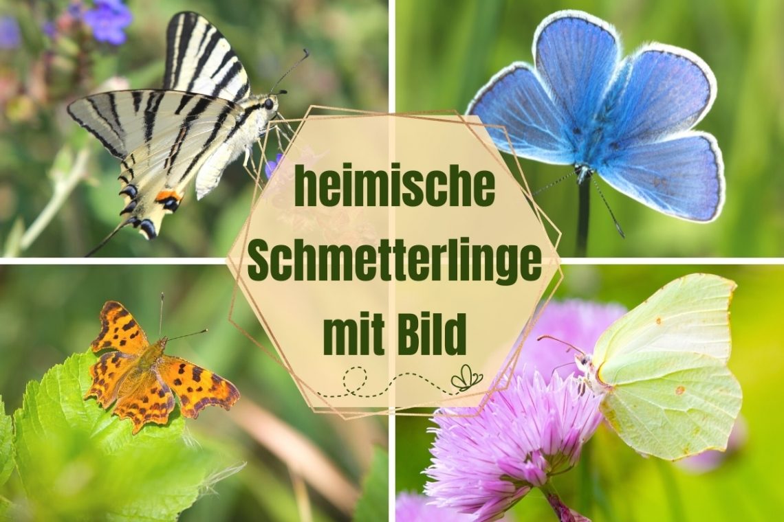 heimische Schmetterlinge