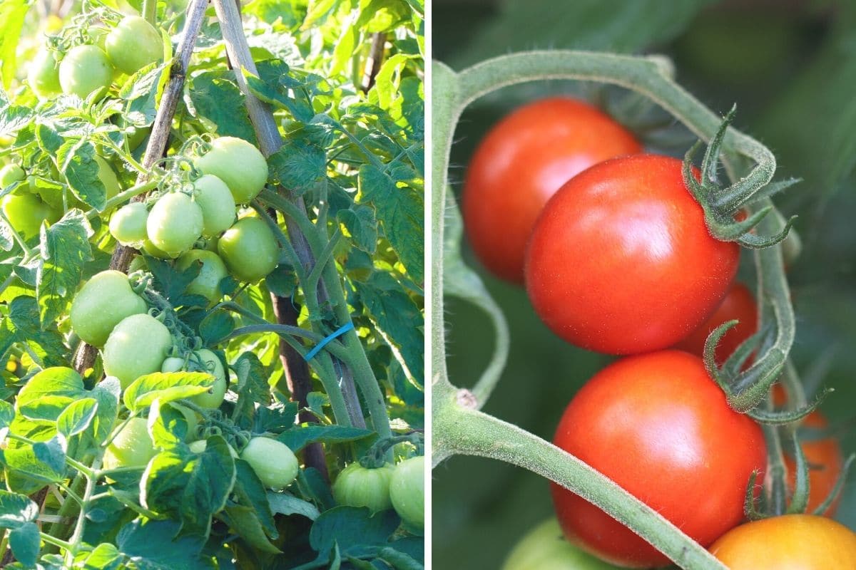 Tomatenstaude und gereiftes Gemüse