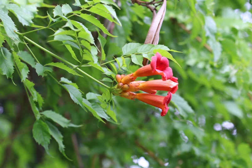 Trompetenblume (Campsis)