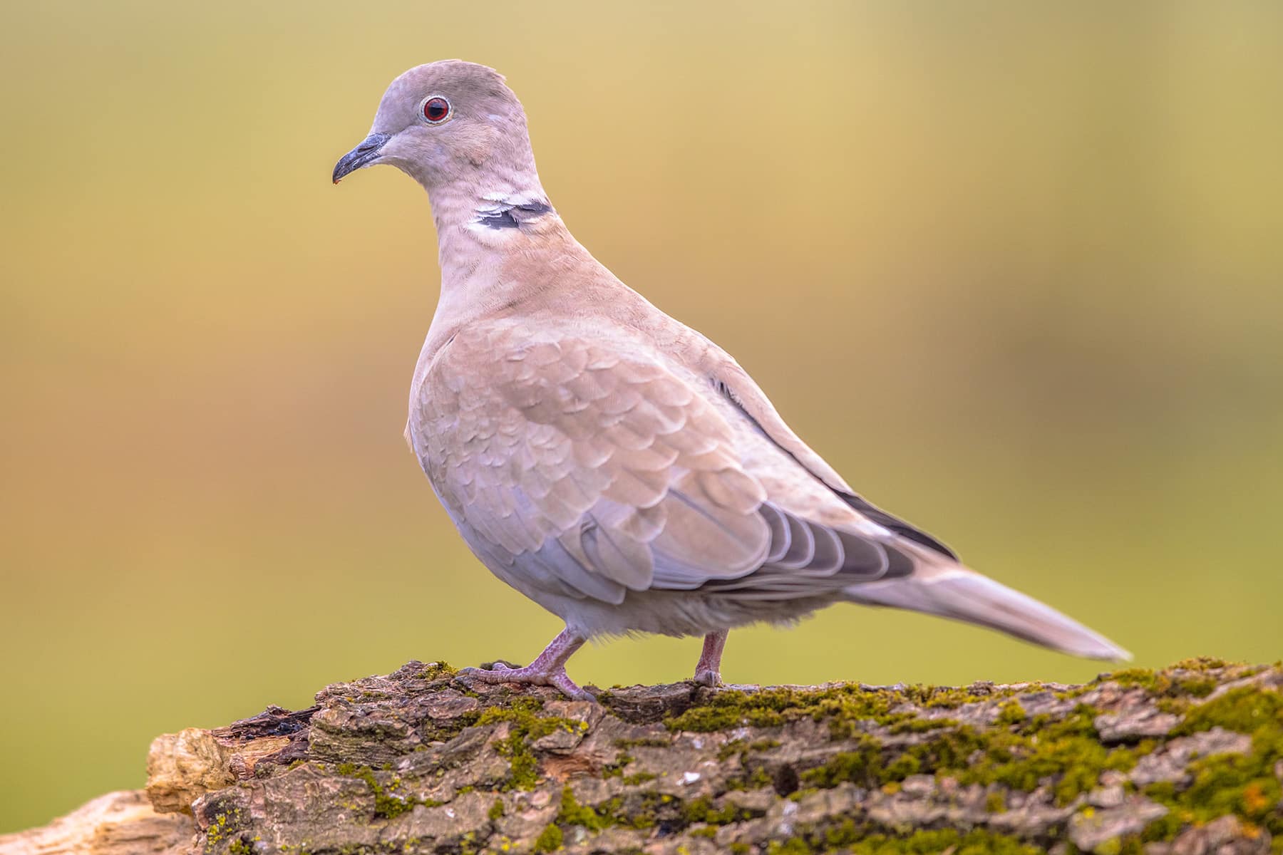 Türkentaube (Streptopedlia decaocto)