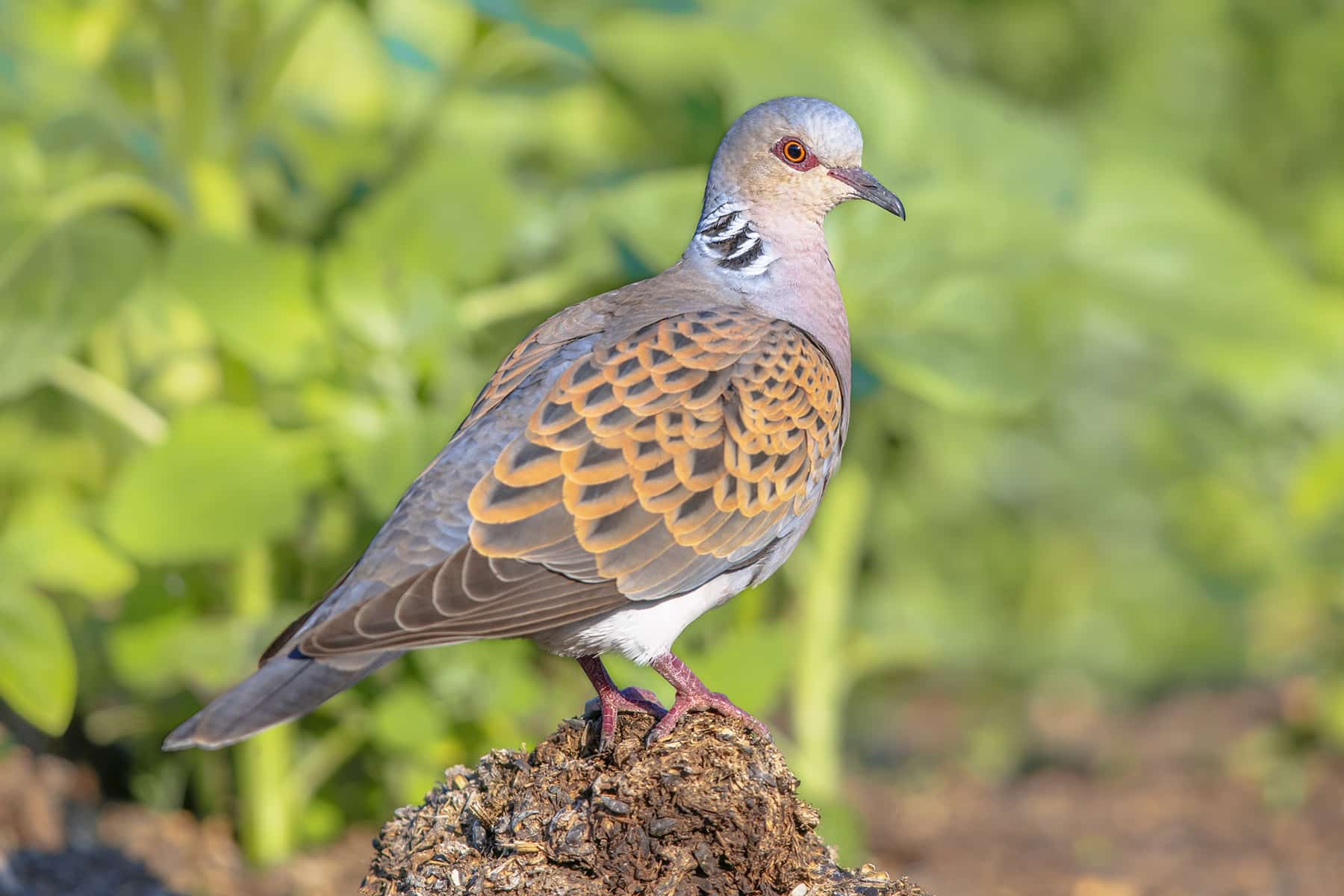 Turteltaube (Streptopelia turtur)