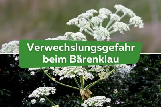 Verwechslungsgefahr: Wiesen-Bärenklau & Riesen-Bärenklau