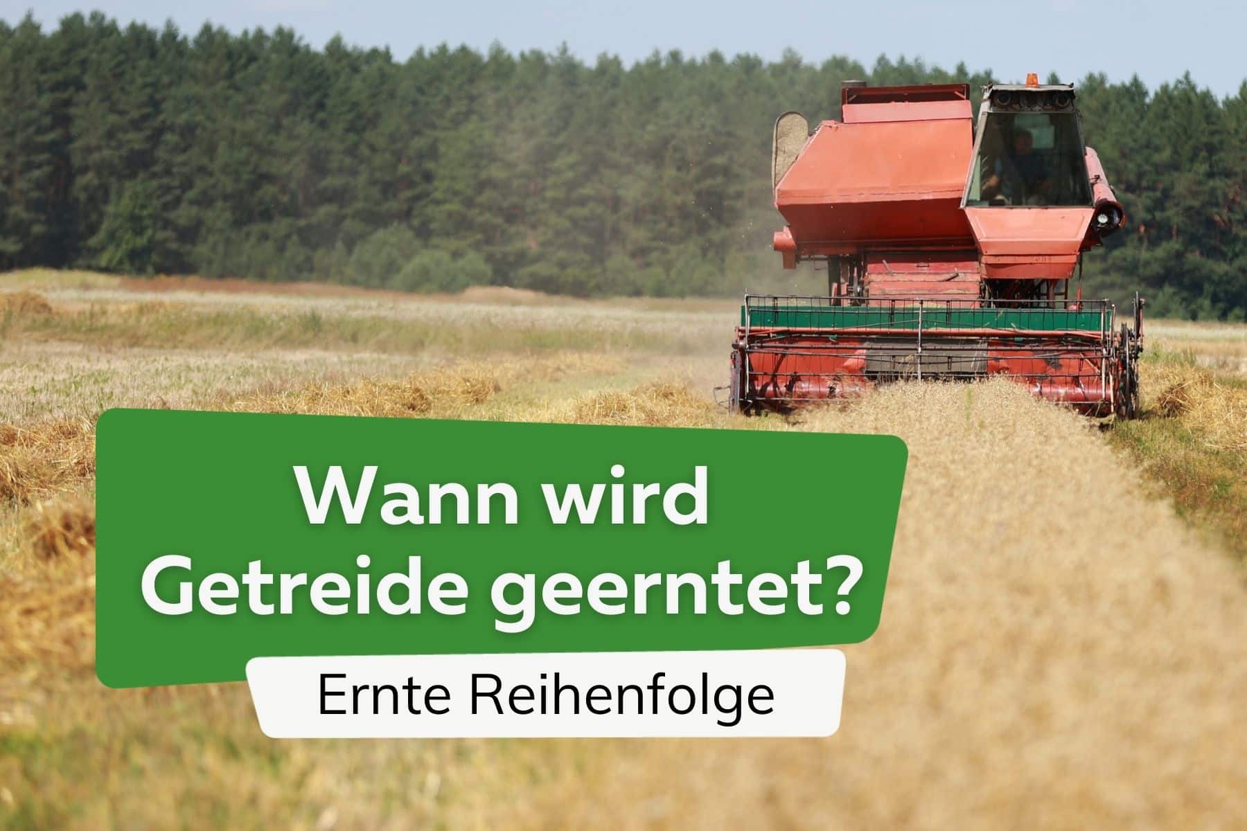 Wann wird Getreide geerntet? | Ernte Reihenfolge