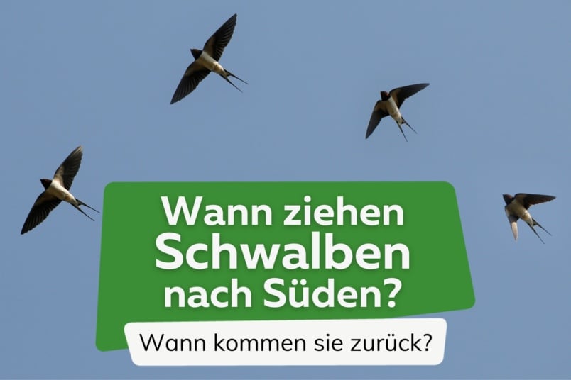 Wann kommen und ziehen Schwalben in den Süden?