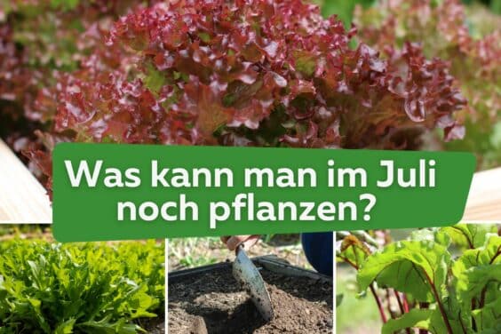 Was kann man im Juli noch pflanzen? Titel