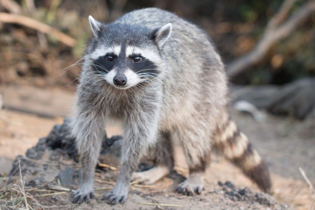 Geräusche in der Nacht - Waschbär (Procyon lotor)