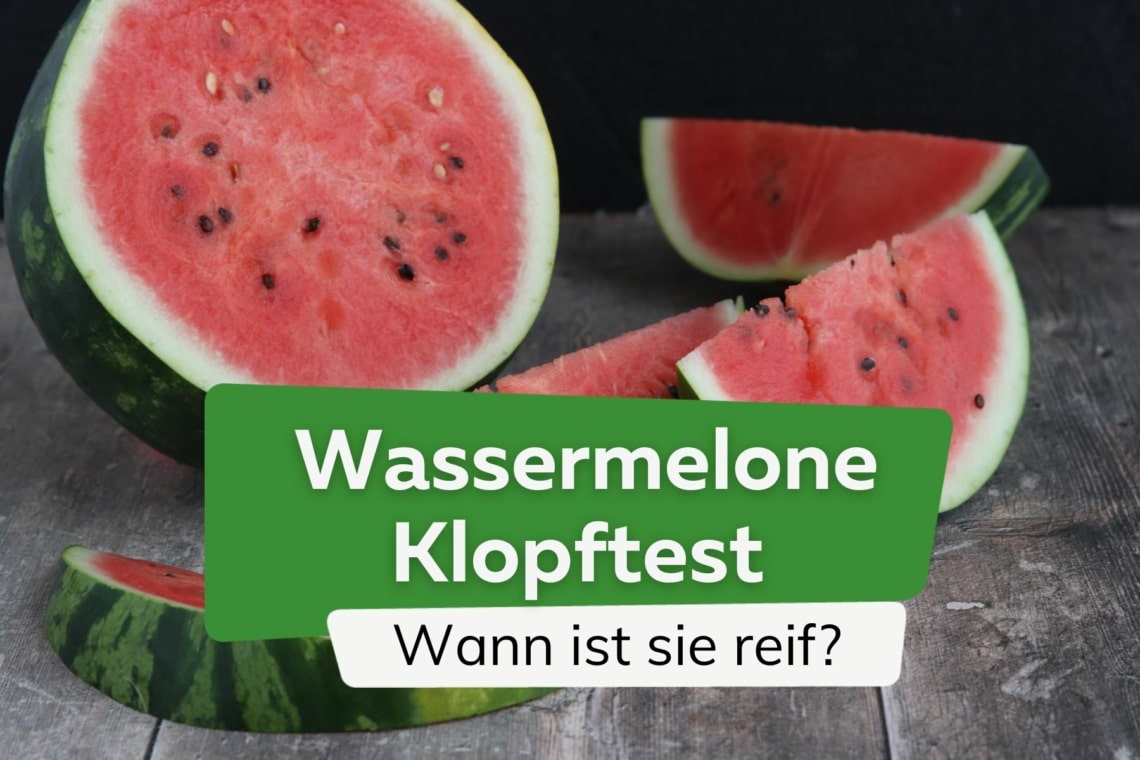 Wassermelone Klopftest: wann ist sie reif?