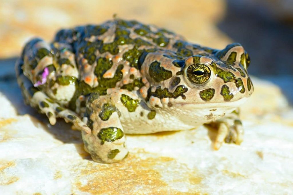 Geräusche in der Nacht - Wechselkröte (Bufo viridis)