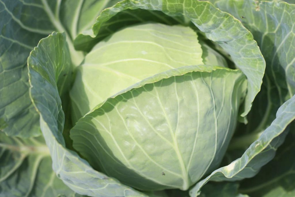 Weißkohl (Brassica oleracea convar. capitata var. alba)