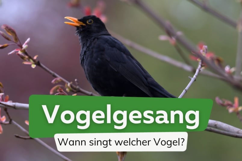 Welcher Vogel singt wann? | 17 Vögel im Portrait