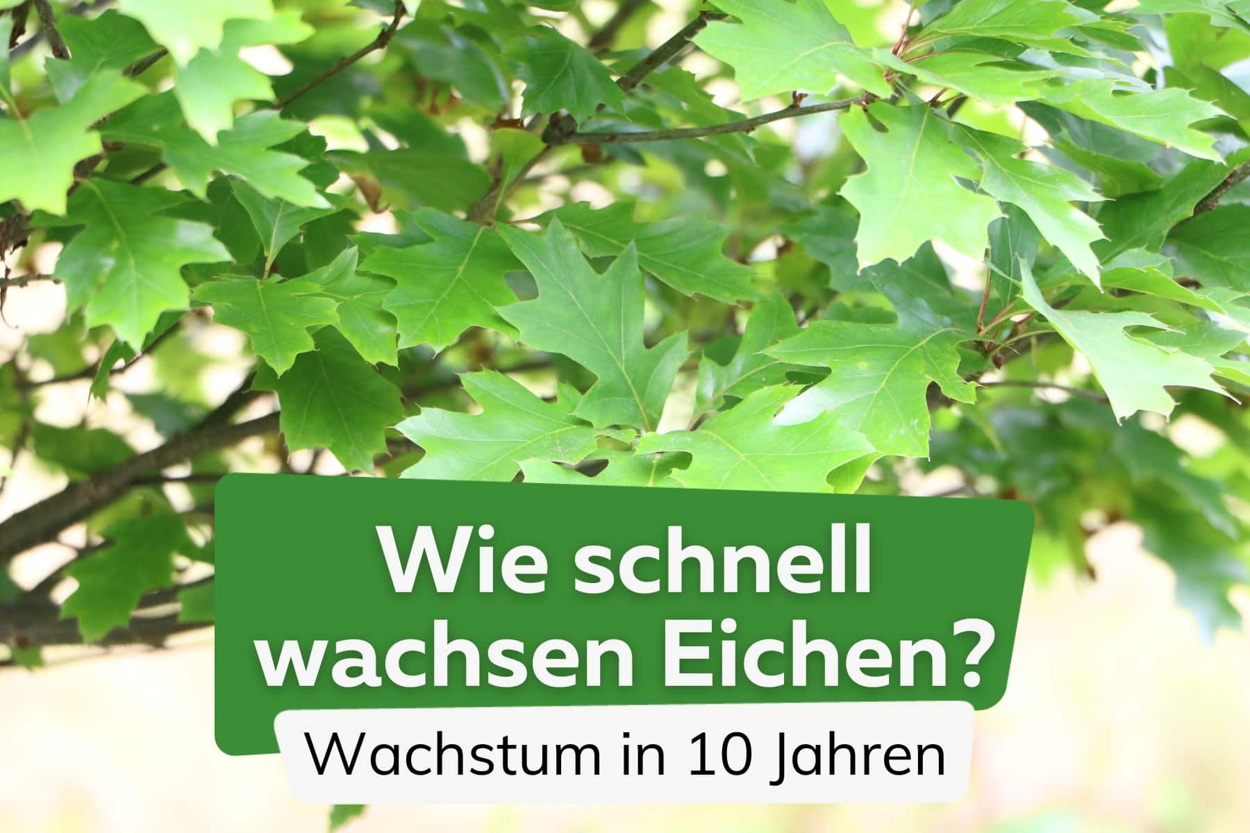 Wie schnell wächst die Eiche? | Wachstum in 10 Jahren