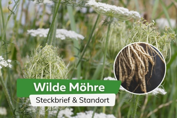 Wilde Möhre: Steckbrief & Standort