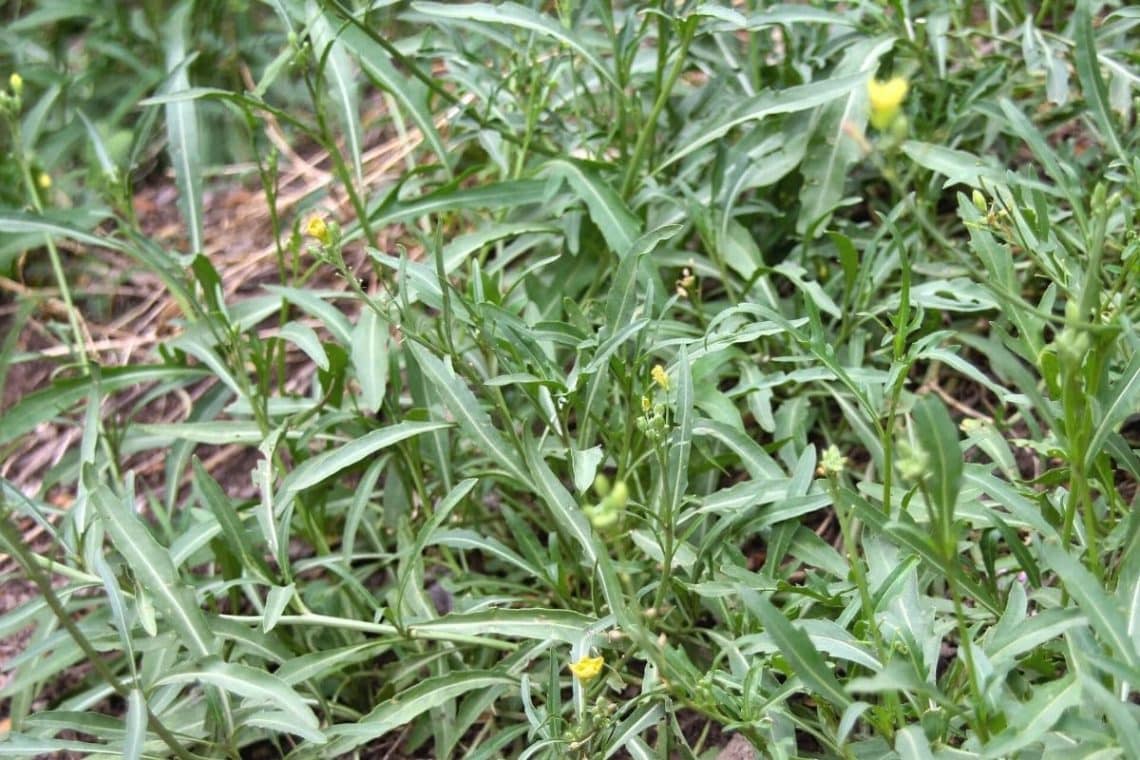 Wilde Rauke - Diplotaxis tenuifolia