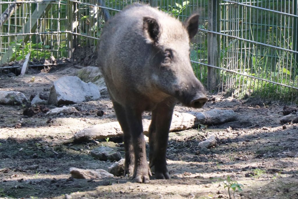 Wildschwein (Sus scrofa)