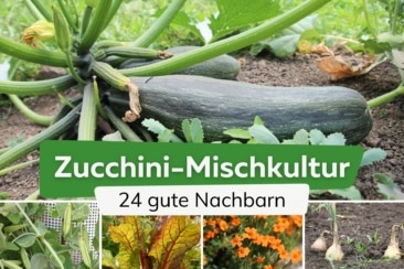 Zucchini Mischkultur