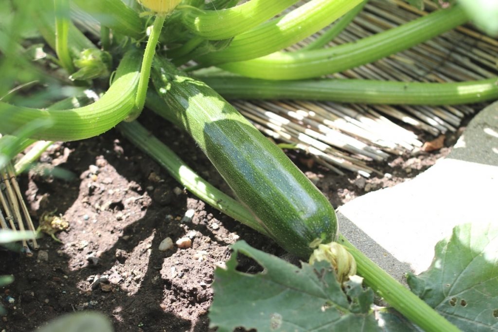 Zucchini (Cucurbita pepo subsp. pepo convar. giromontiina)