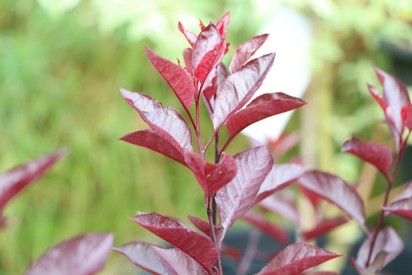 Zwerg-Blutpflaume (Prunus cistena)