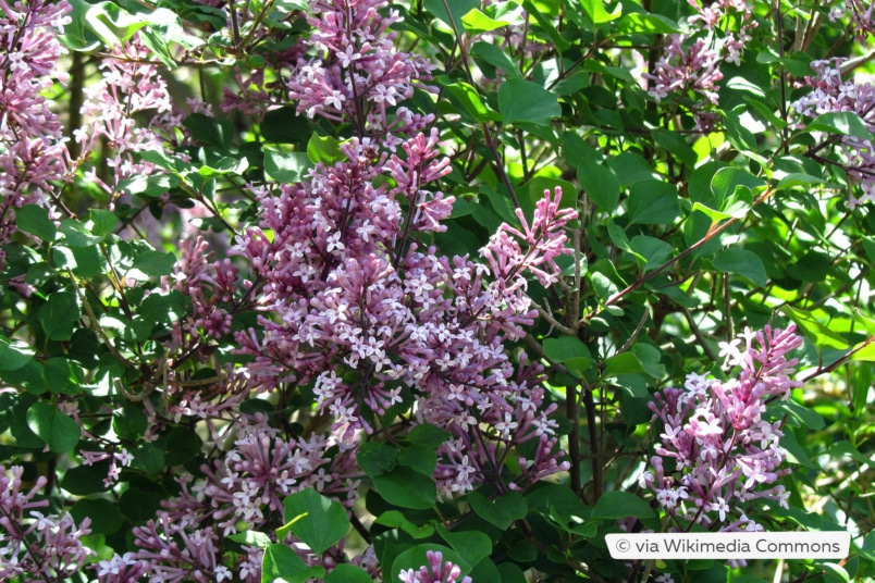 Zwergduftflieder (Syringa meyeri)