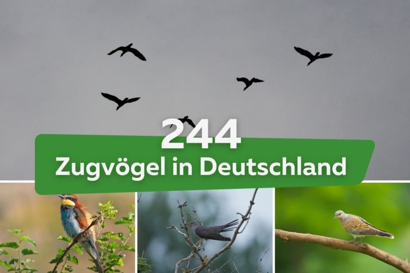 244 Zugvögel in Deutschland | Arten Liste Bienenfresser (Merops apiaster) Kuckuck (Cuculus canorus) Turteltaube (Streptopelia turtur)