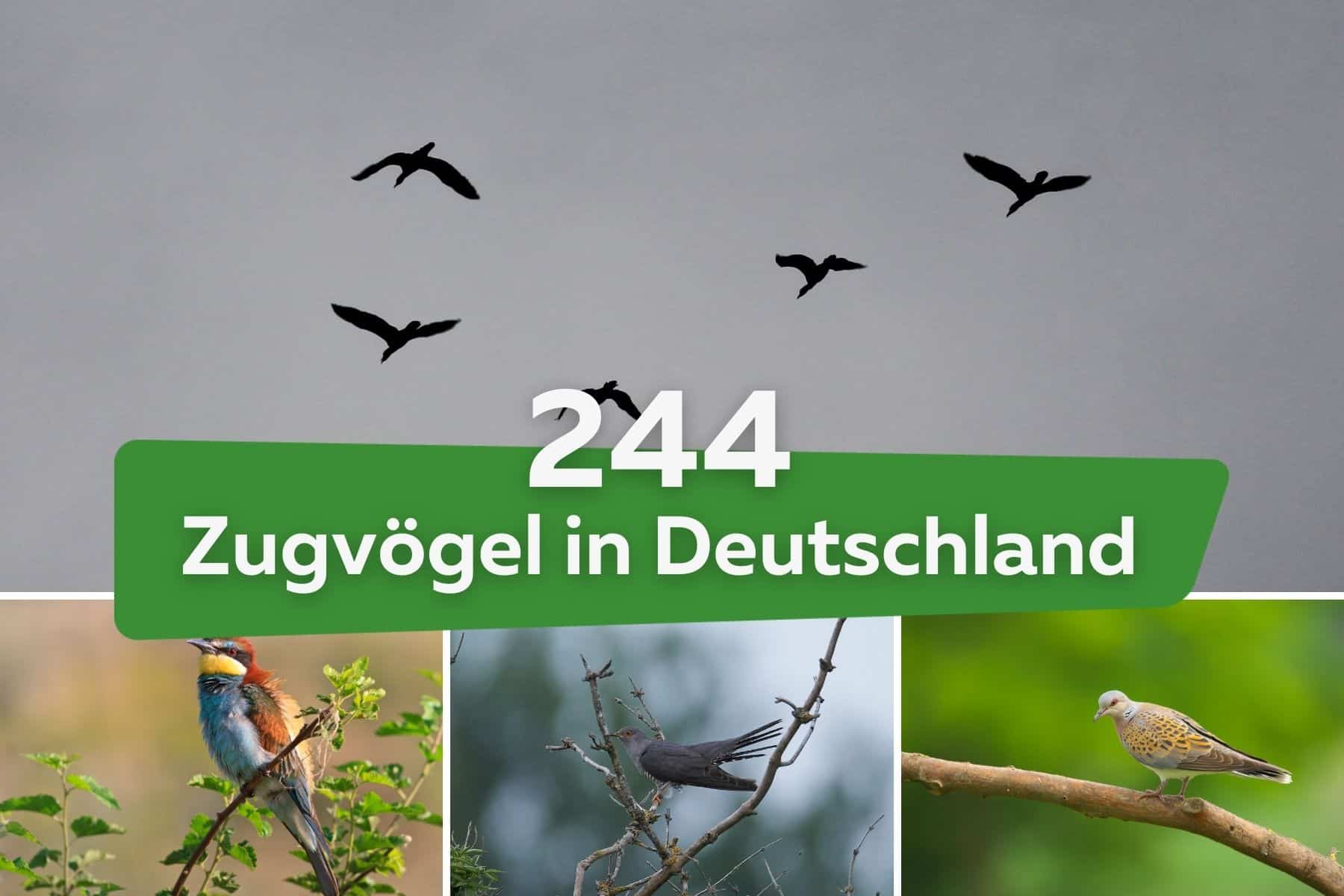 244 Zugvögel in Deutschland | Arten Liste Bienenfresser (Merops apiaster) Kuckuck (Cuculus canorus) Turteltaube (Streptopelia turtur)